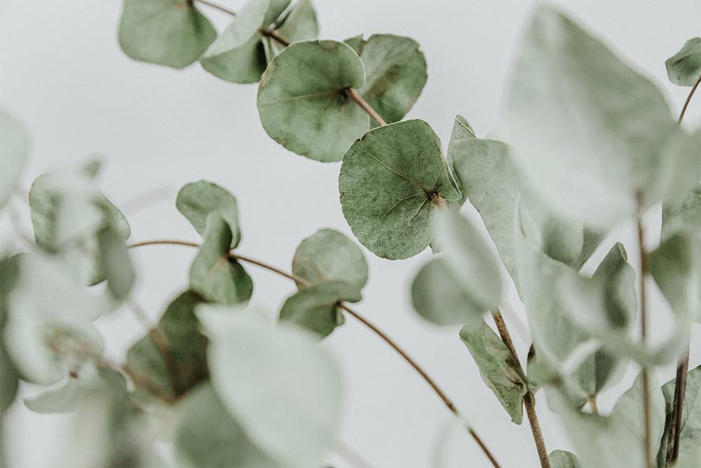 Inhale Some Relaxation by Creating an At-Home Spa Experience With Eucalyptus